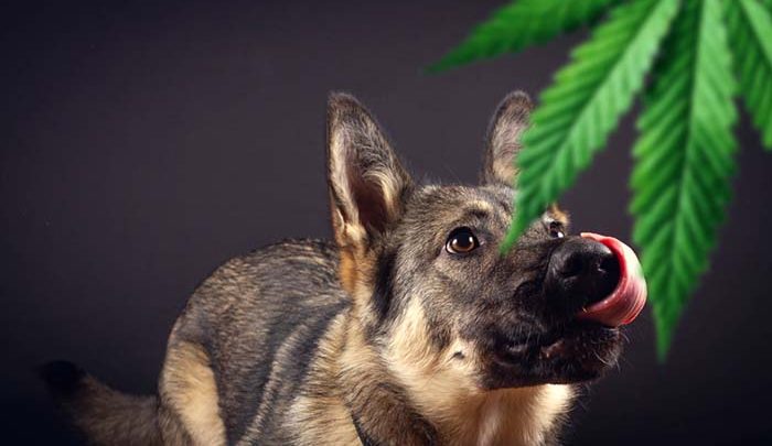 Powerful treatment of CBD oil for dogs problems