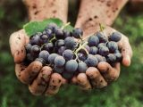 Reasons Why Organic Wine Is A Healthier Option