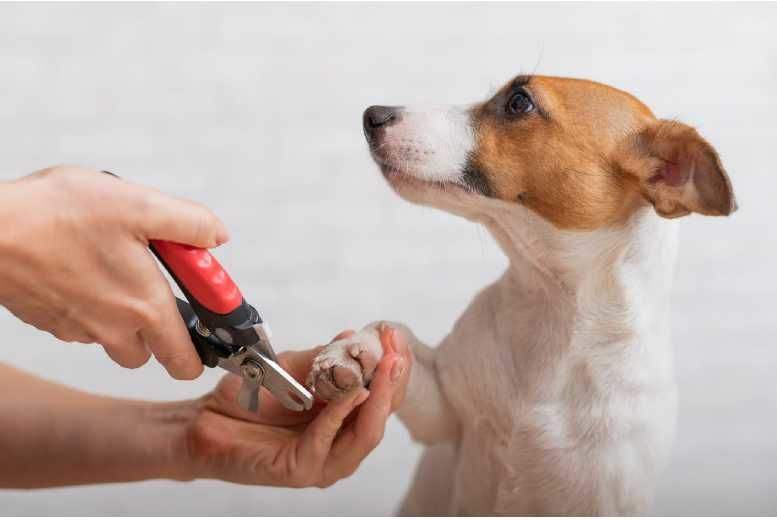 Mobile Pet Grooming
