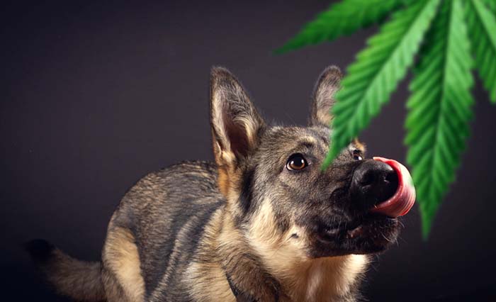 Powerful treatment of CBD oil for dogs problems