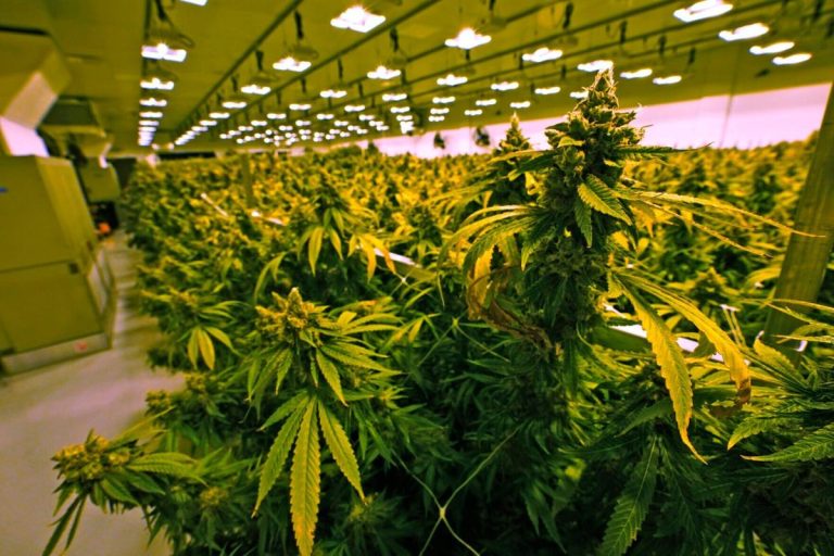 toronto weed delivery