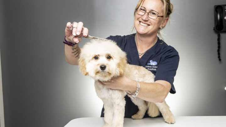 Using Eco- Friendly Products for Mobile Pet Grooming