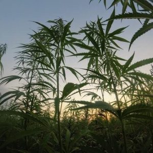 CBD or THC Drug Testing know about it