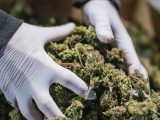 Weed Dispensary Delivery