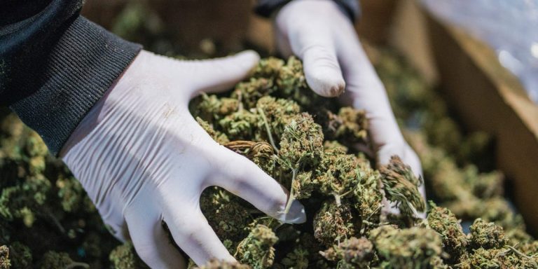 Weed Dispensary Delivery