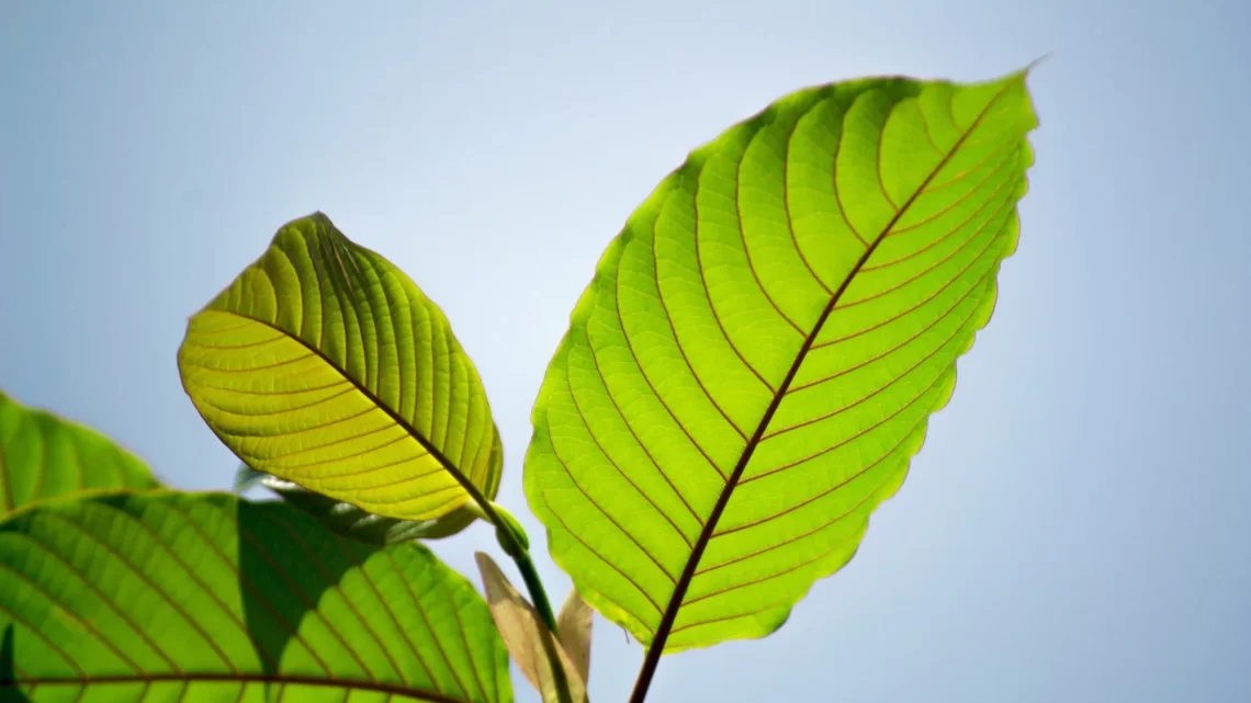 Unveiling the Magic: A Closer Look at Happy Go Leafy Kratom Review and Insights