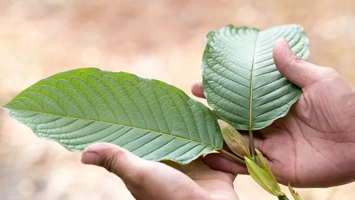 Discovering the Wellness Journey: From Nature to Nurture with the Best Kratom Capsules