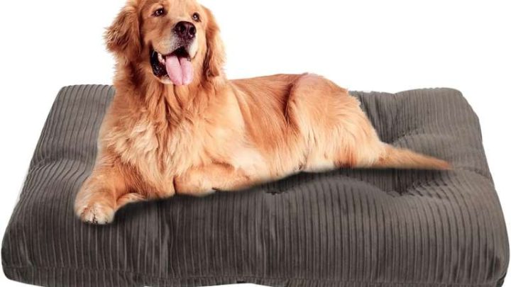 CBD Comfort: How Innovative Pet Products are Redefining Dog Relaxation