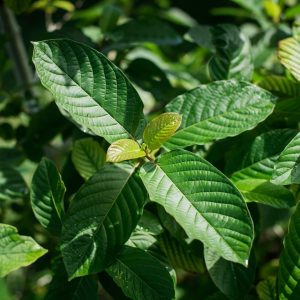 kratom capsules