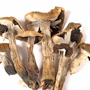 What Are the Primary Wellness Benefits Associated with Magic Mushrooms?